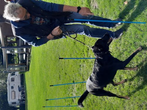 hond in tent